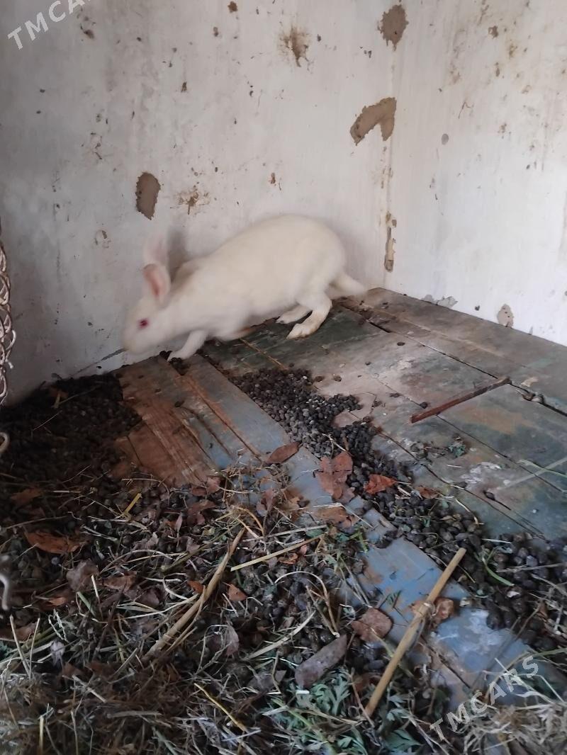 towsan - Çärjew - img 2