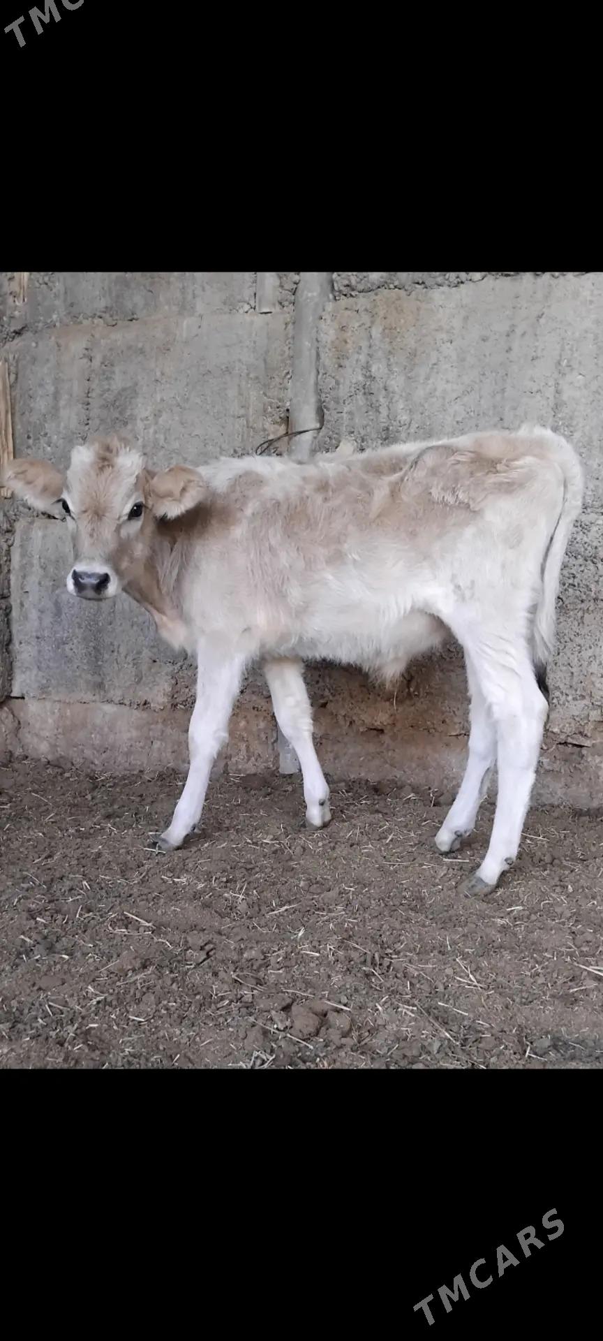 ŠWES OKUZ - Büzmeýin - img 3