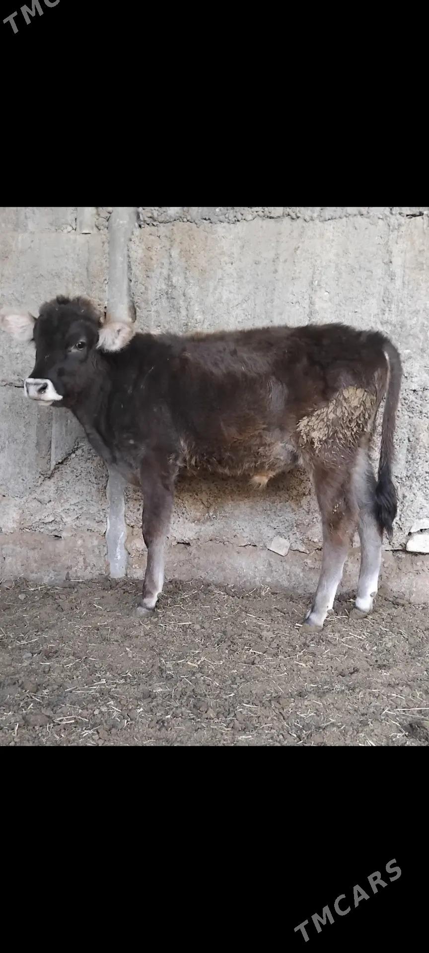 ŠWES OKUZ - Büzmeýin - img 2