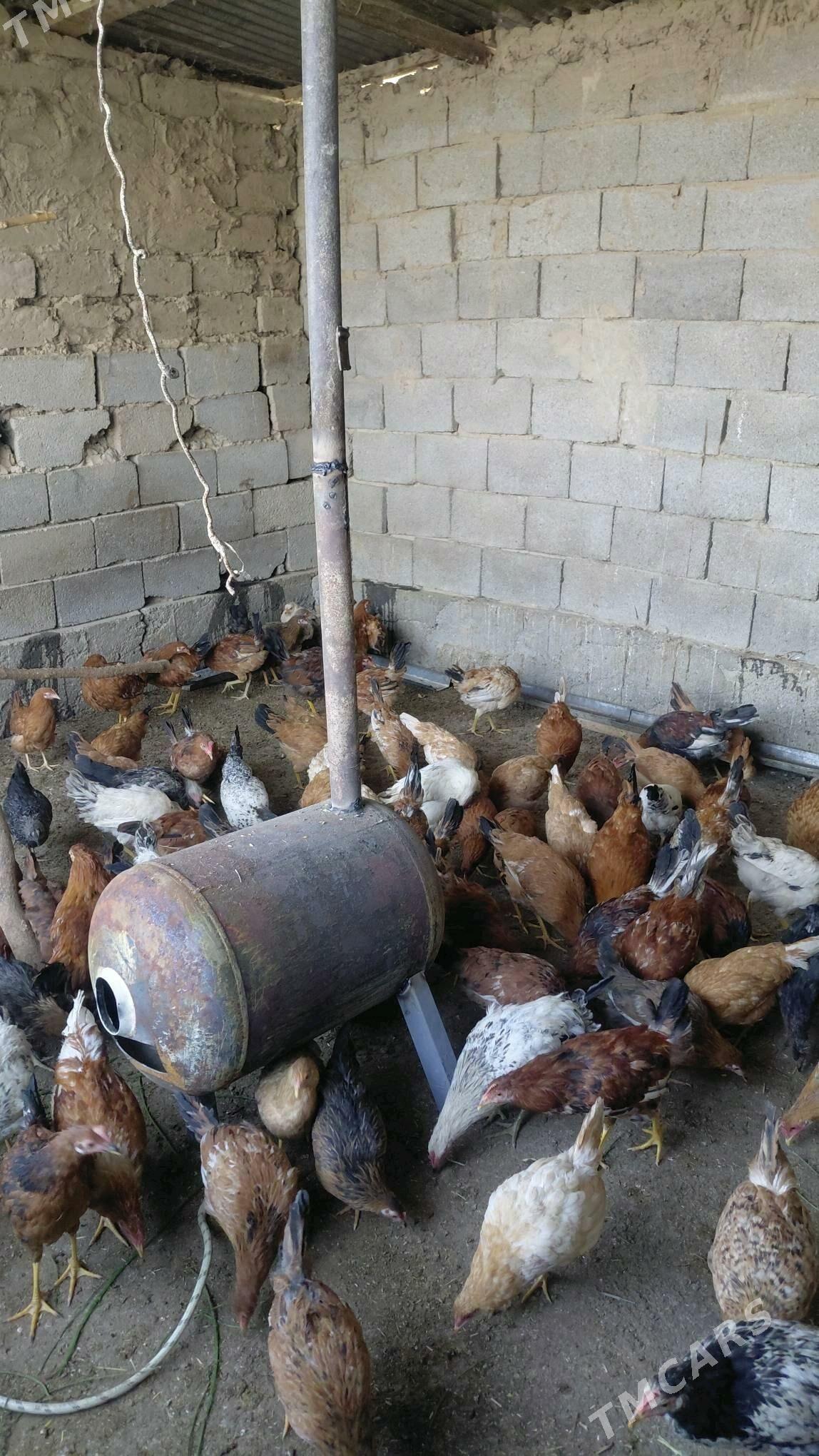 horaz - Ашхабад - img 1