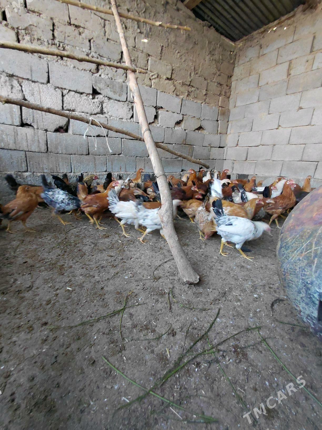 horaz - Ашхабад - img 4