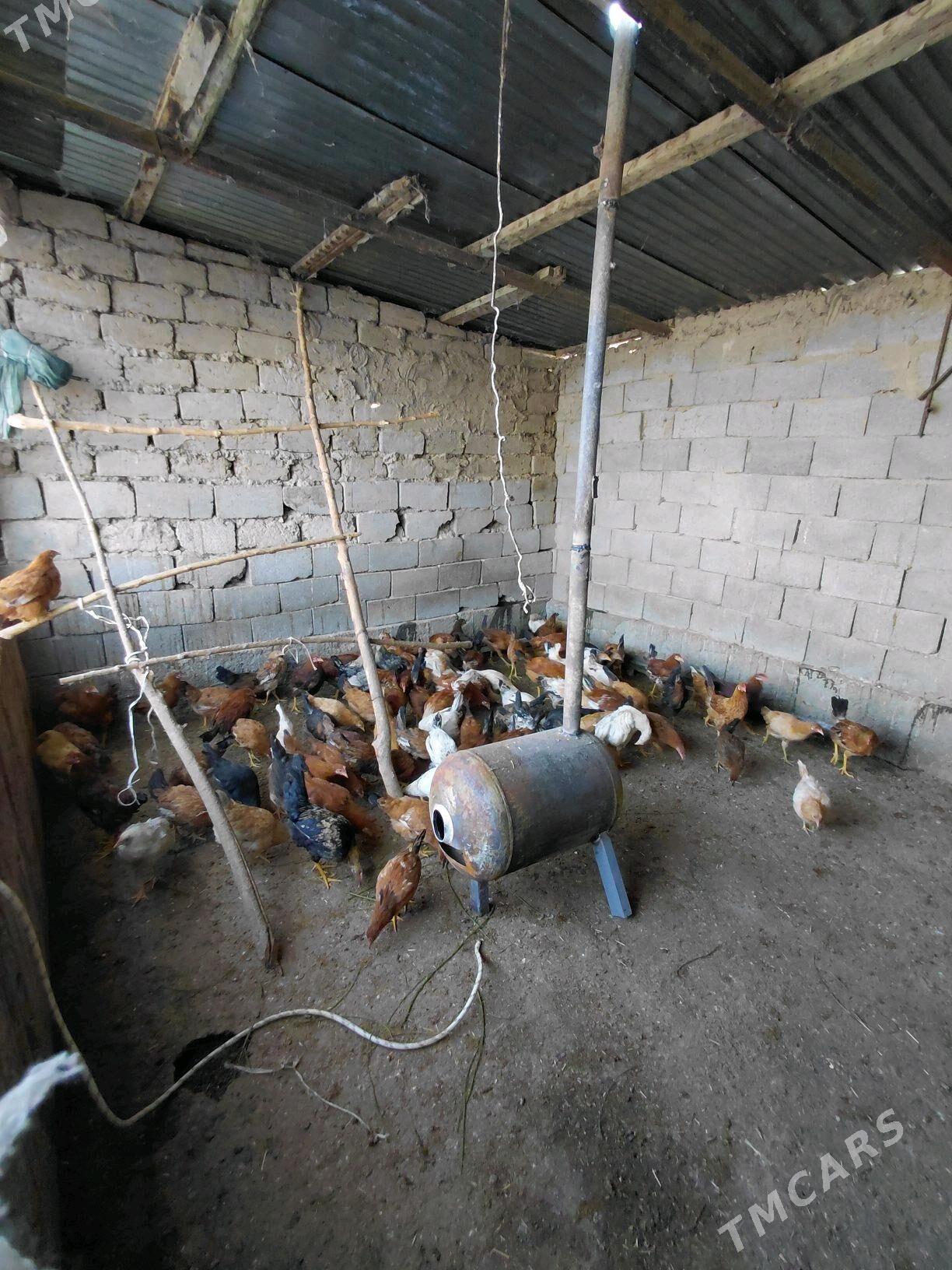 horaz - Ашхабад - img 2