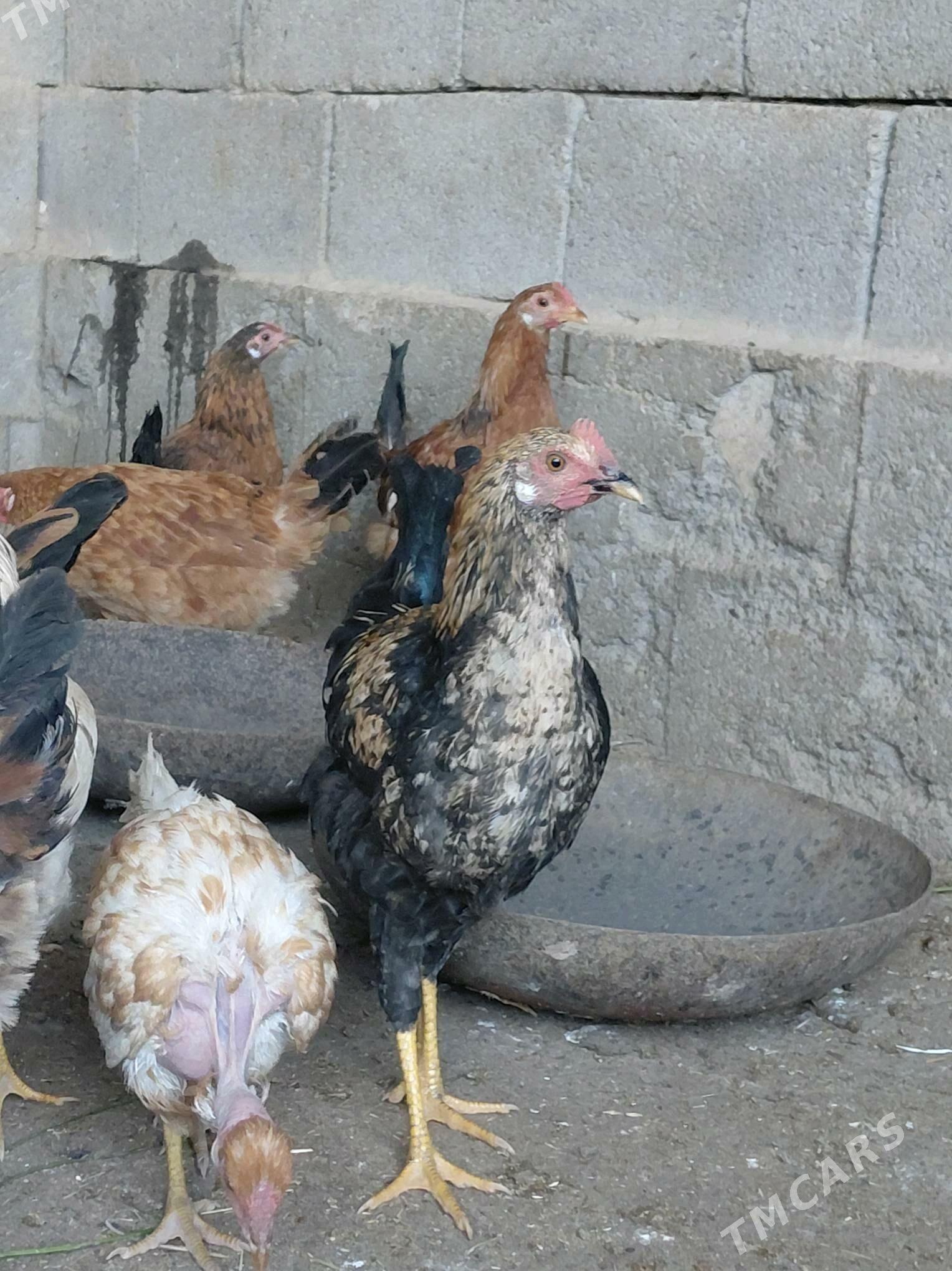 horaz - Ашхабад - img 3