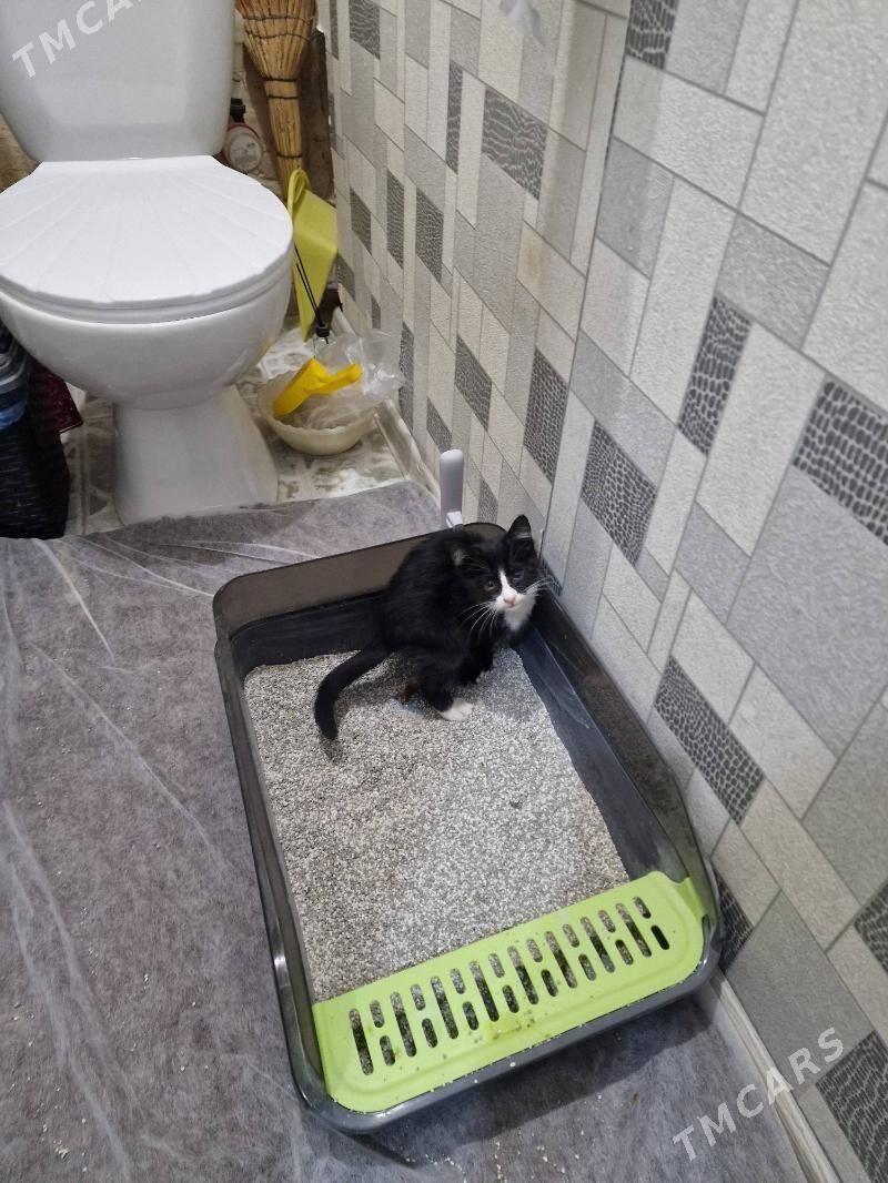 котенок 2 месяца - Aşgabat - img 2