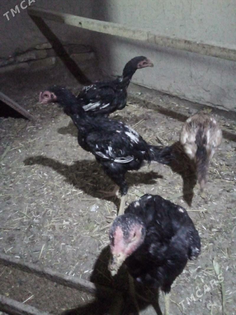 жужа хораз ва макилар - Daşoguz - img 5