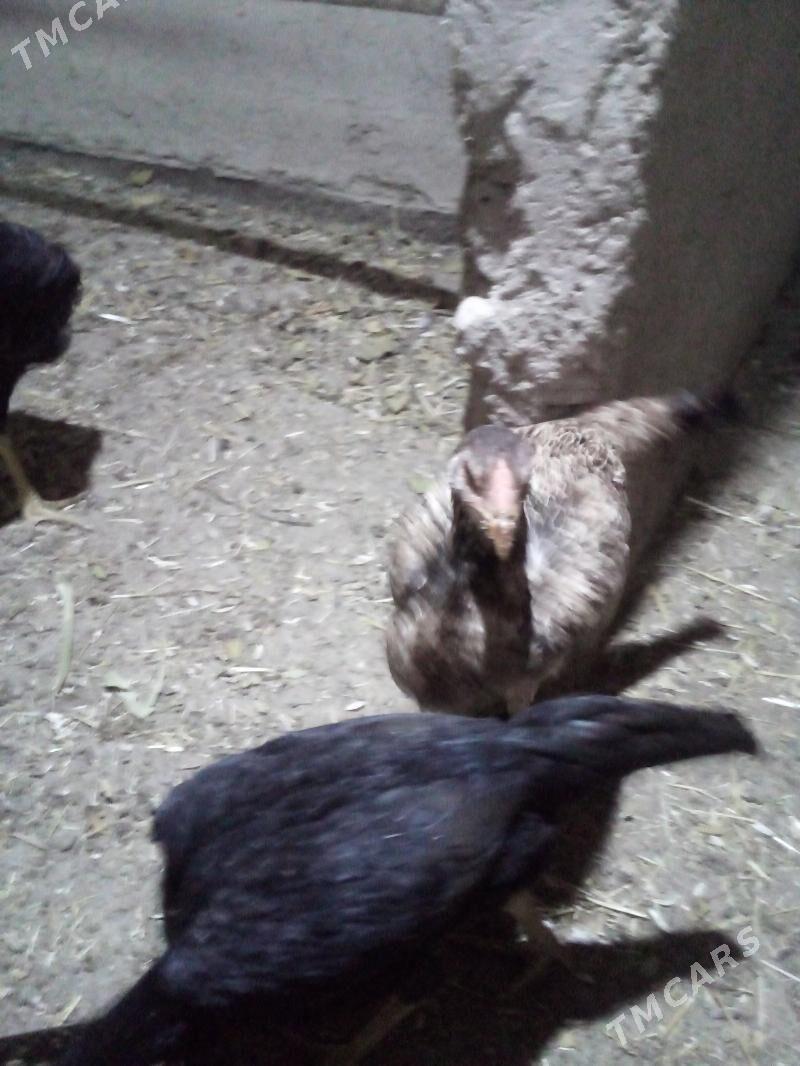 жужа хораз ва макилар - Daşoguz - img 3