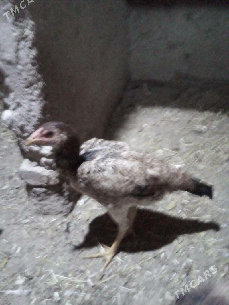 жужа хораз ва макилар - Daşoguz - img 2