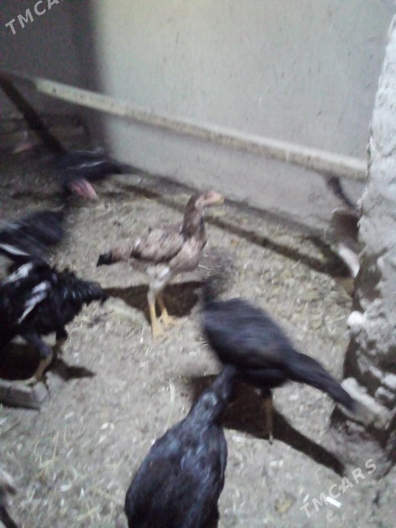 жужа хораз ва макилар - Daşoguz - img 6