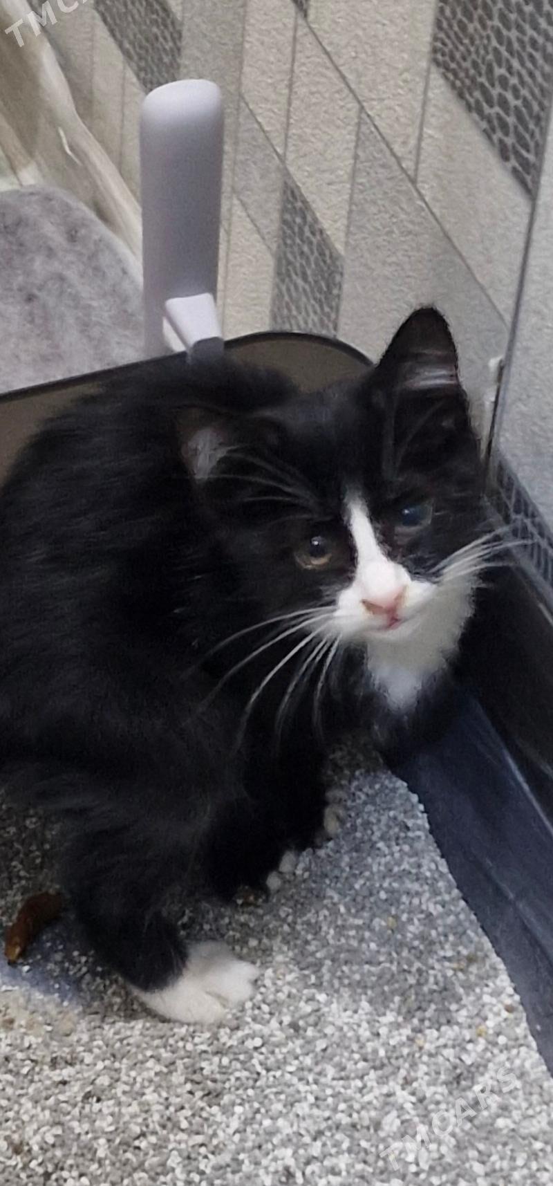 котенок 2 месяца - Aşgabat - img 1