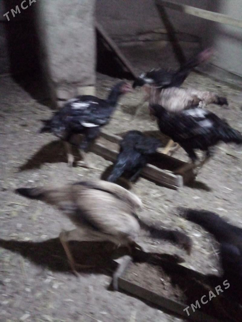 жужа хораз ва макилар - Daşoguz - img 7