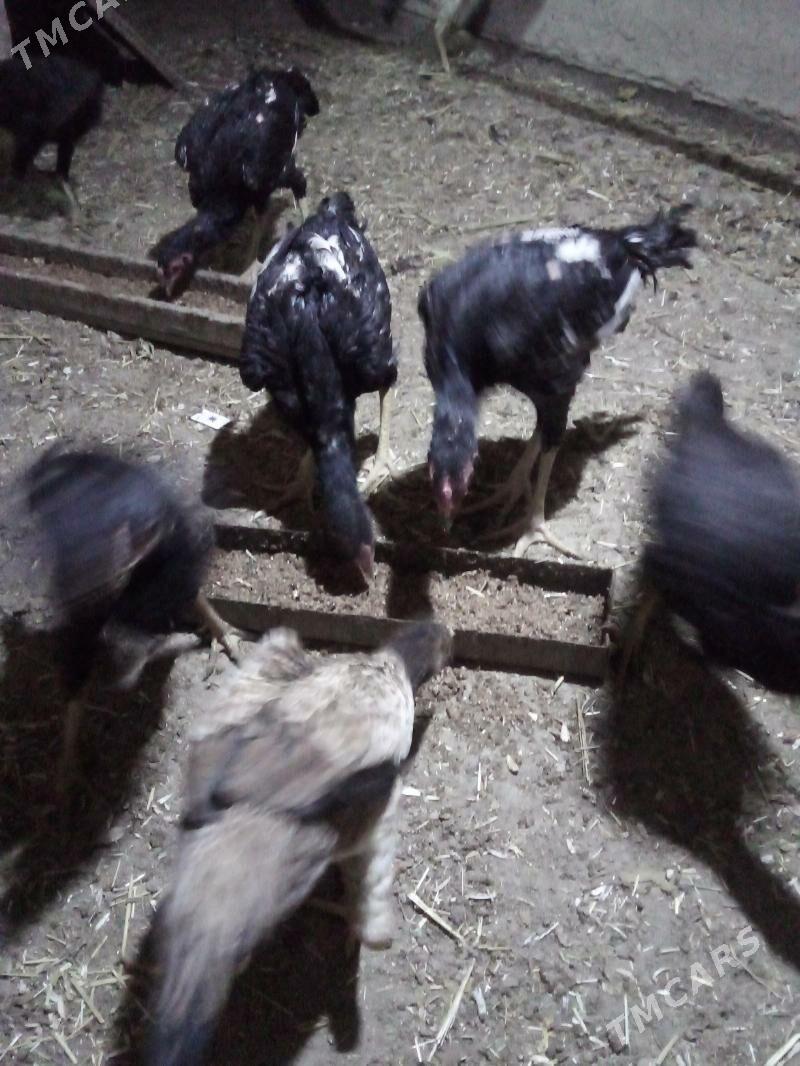 жужа хораз ва макилар - Daşoguz - img 4