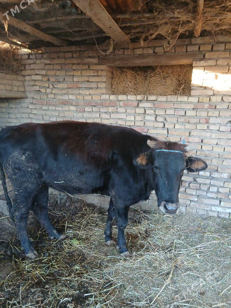 унажын - Чарджоу - img 2