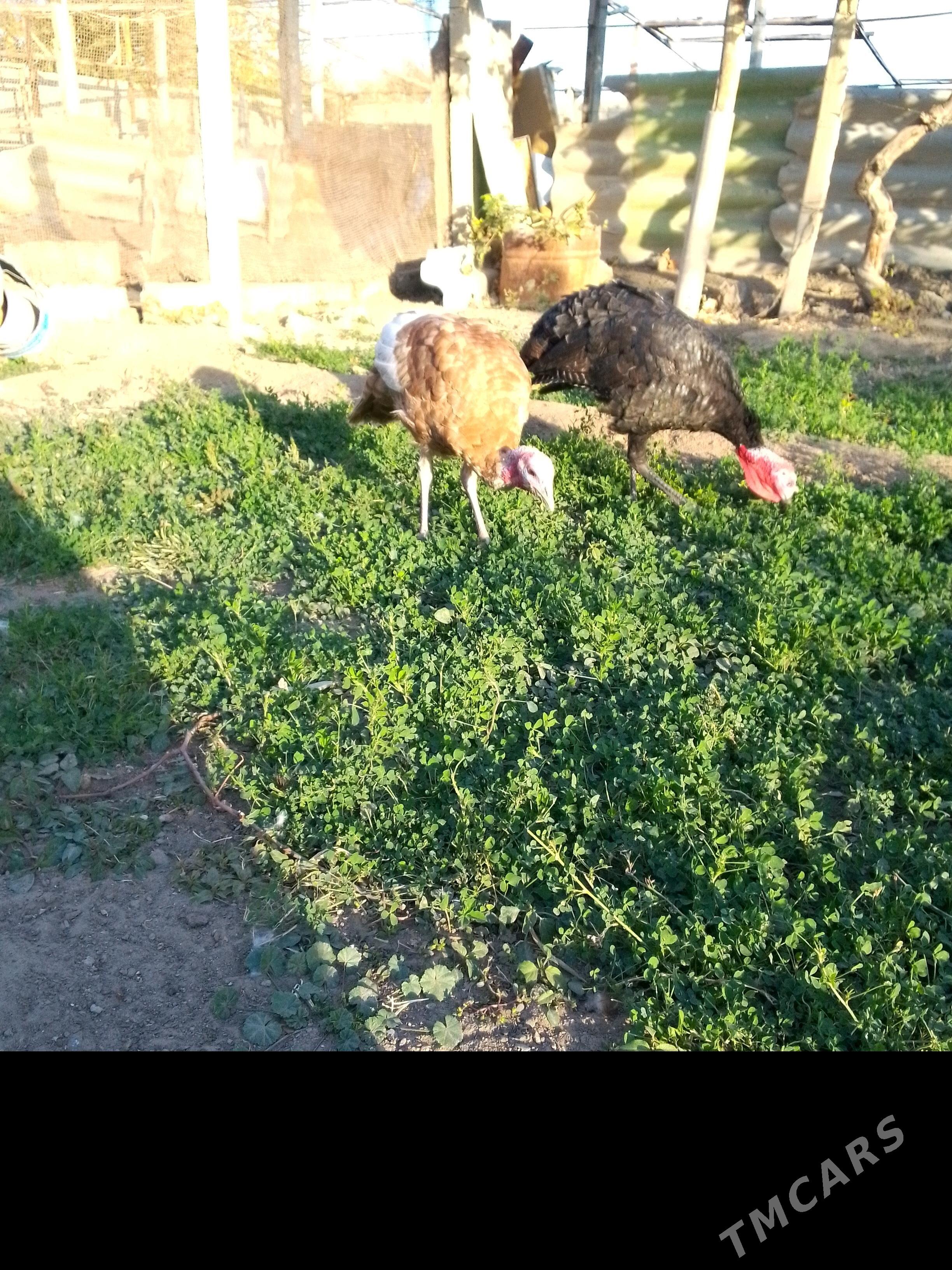 induk - Aşgabat - img 4