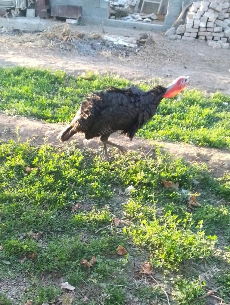 induk - Aşgabat - img 3