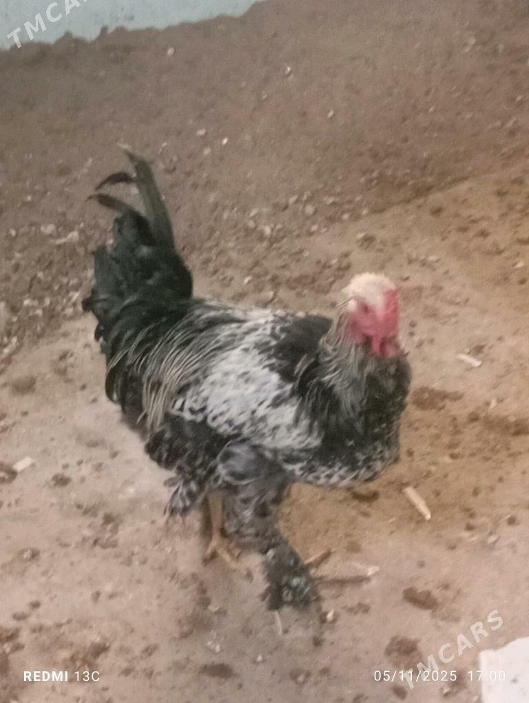 Horaz - Гумдаг - img 3