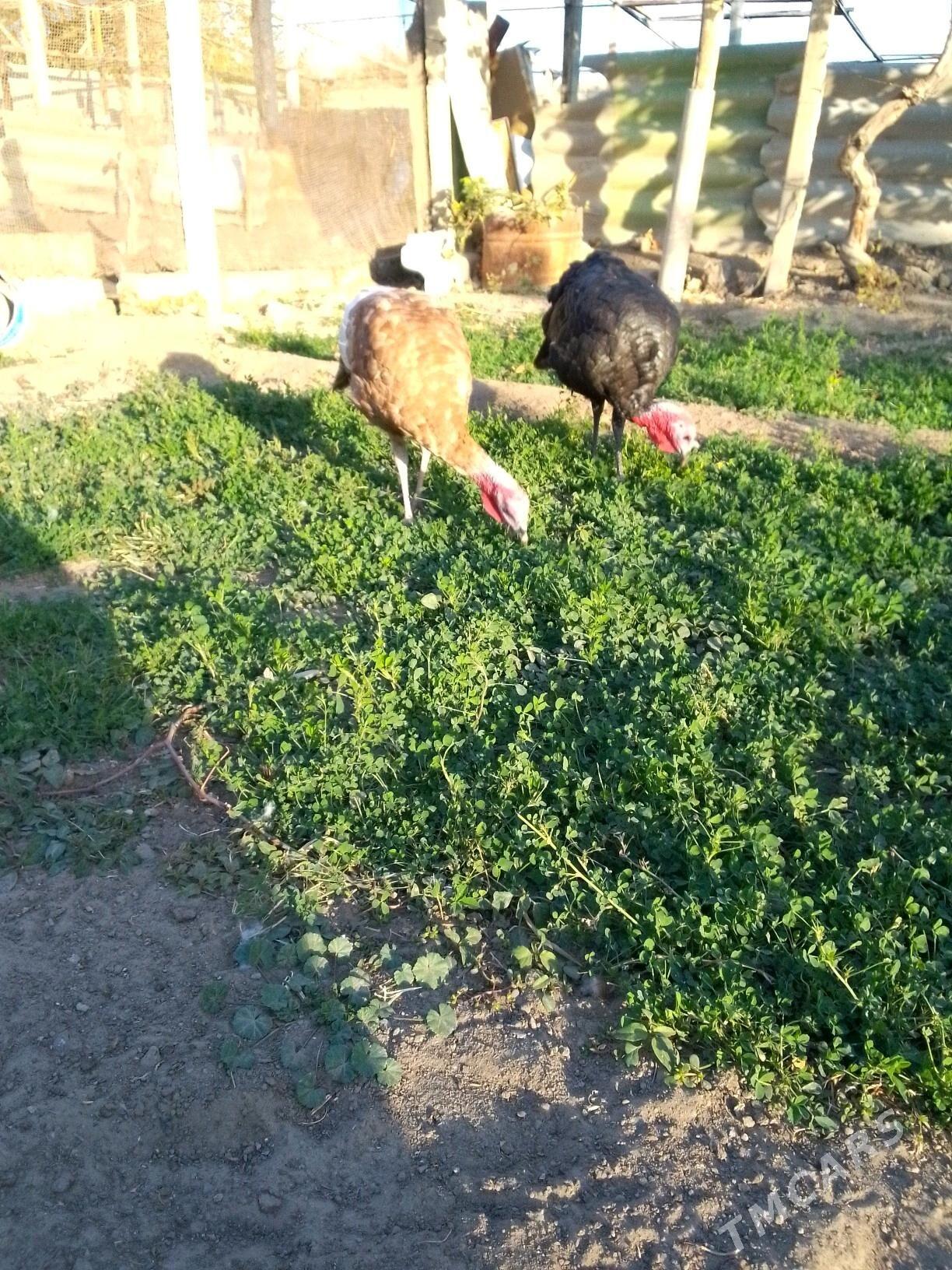 induk - Aşgabat - img 2