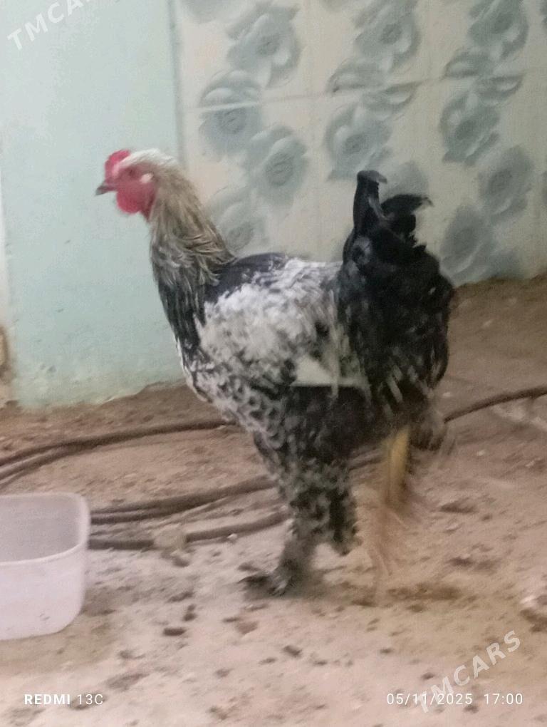 Horaz - Гумдаг - img 1