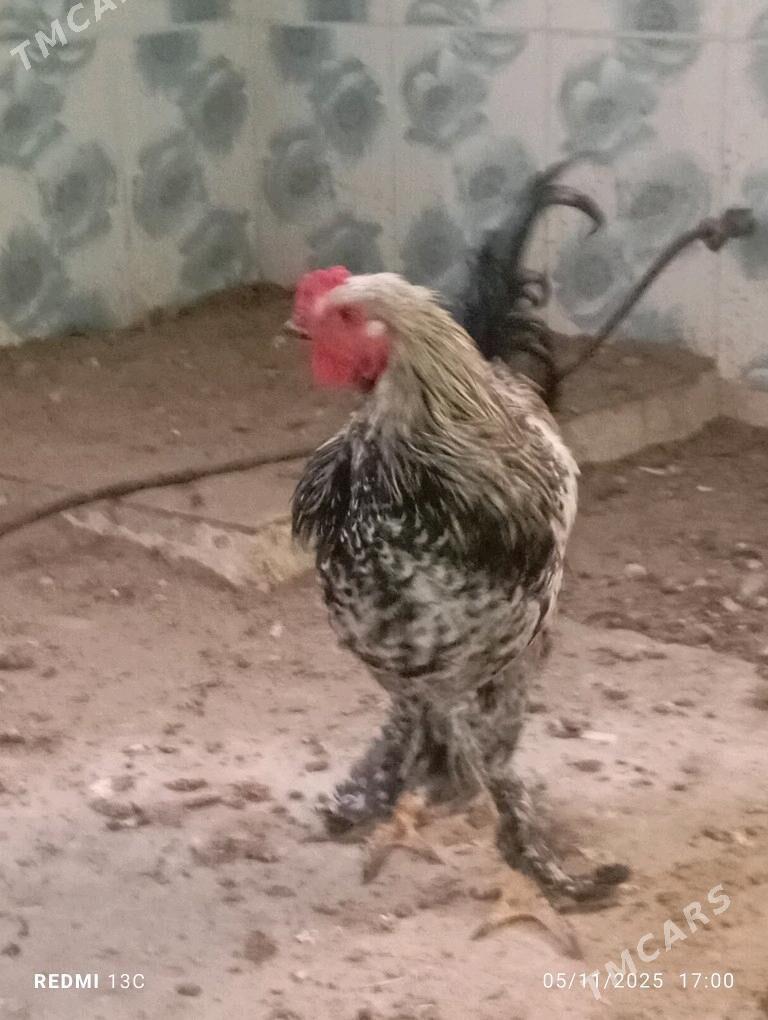 Horaz - Гумдаг - img 2