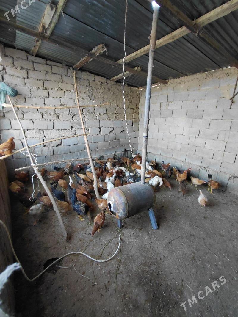 towuk - Aşgabat - img 2