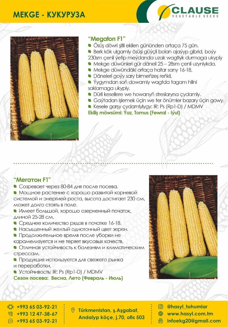 EKG ARGO - Ашхабад - img 9