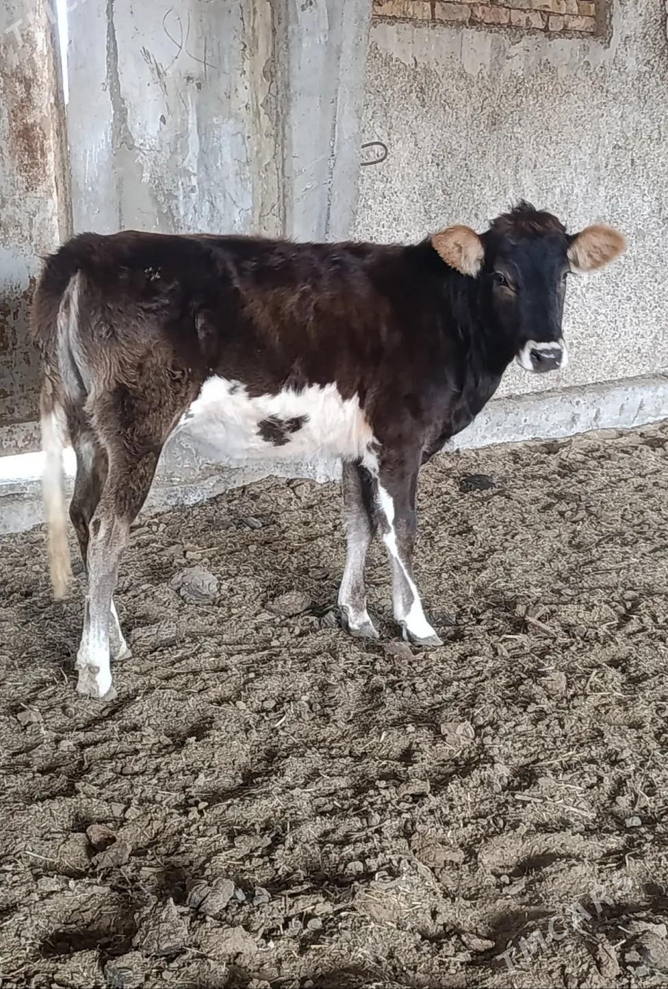 TOHUM TÜWE - Гёкдепе - img 2