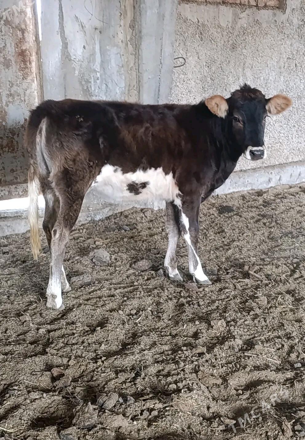 TOHUM TÜWE - Gökdepe - img 1