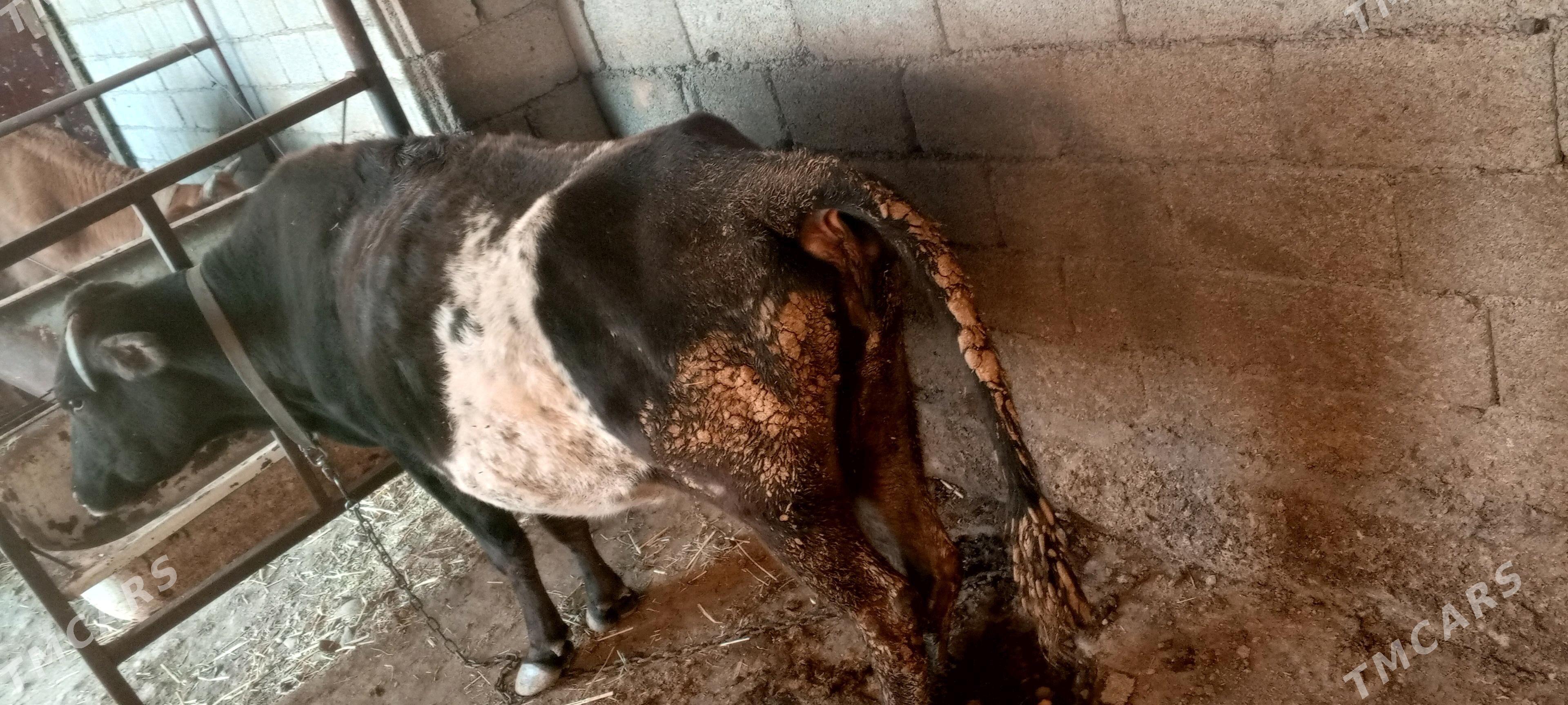 goleli agyr bogaz sygyr - Ак-Бугдайский этрап - img 4