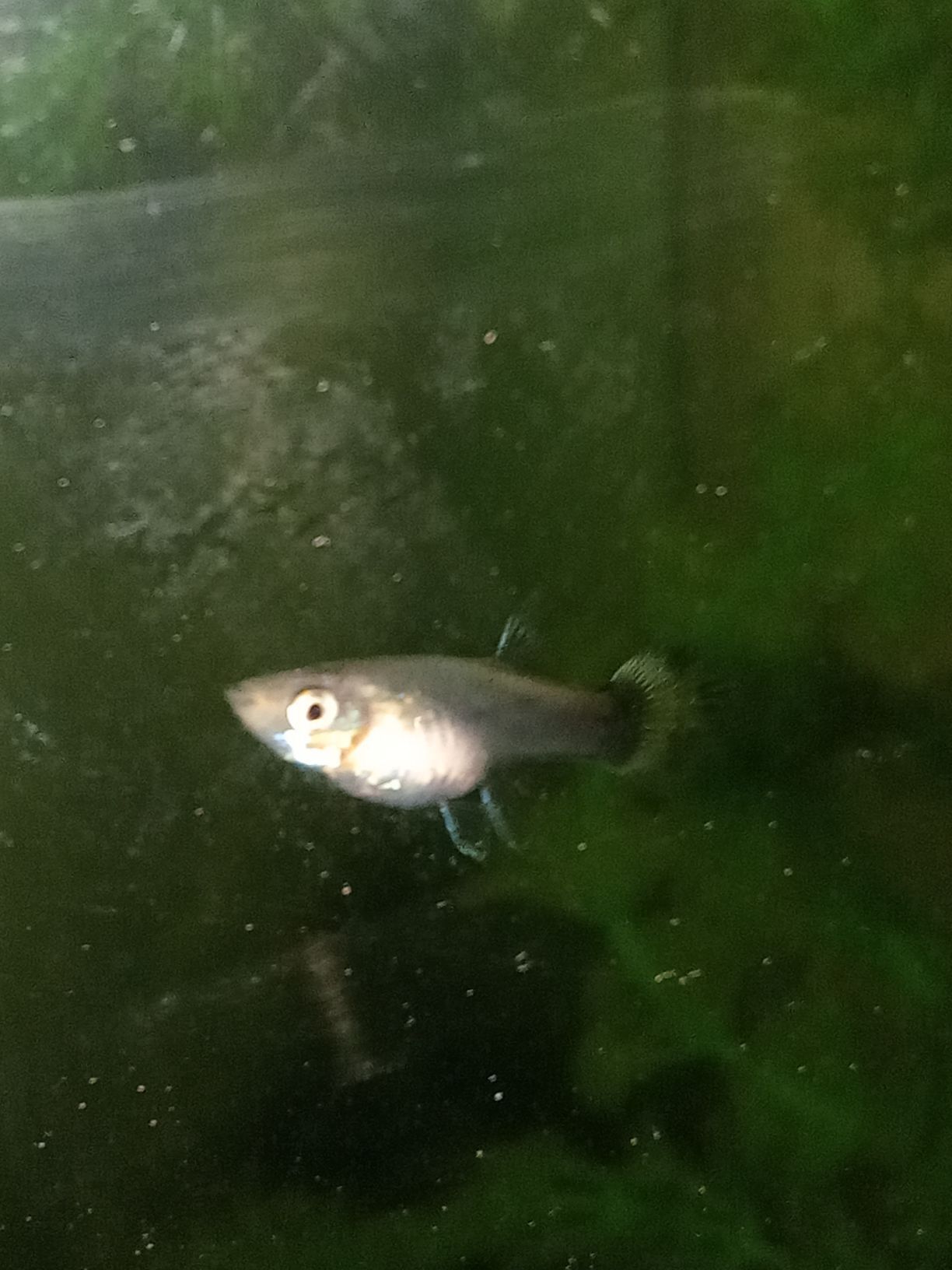 Akwarum balygy Guppi - Гумдаг - img 1