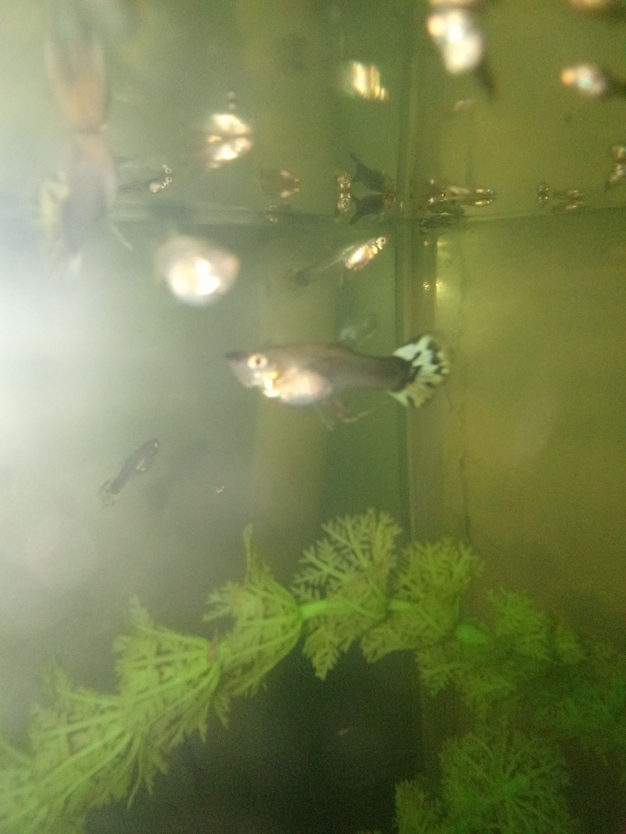 Akwarum balygy Guppi - Гумдаг - img 2