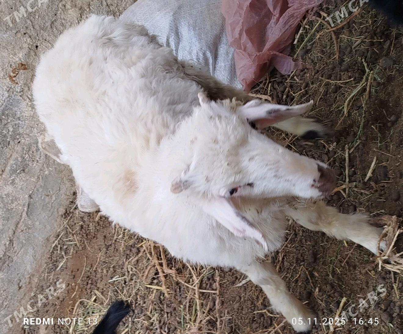 tokly - Jebel - img 2