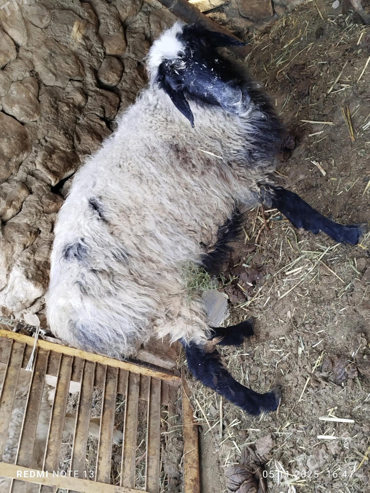 goyun - Jebel - img 3