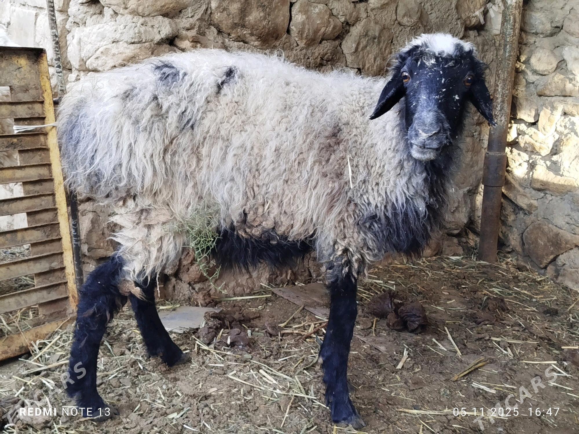 goyun - Jebel - img 2