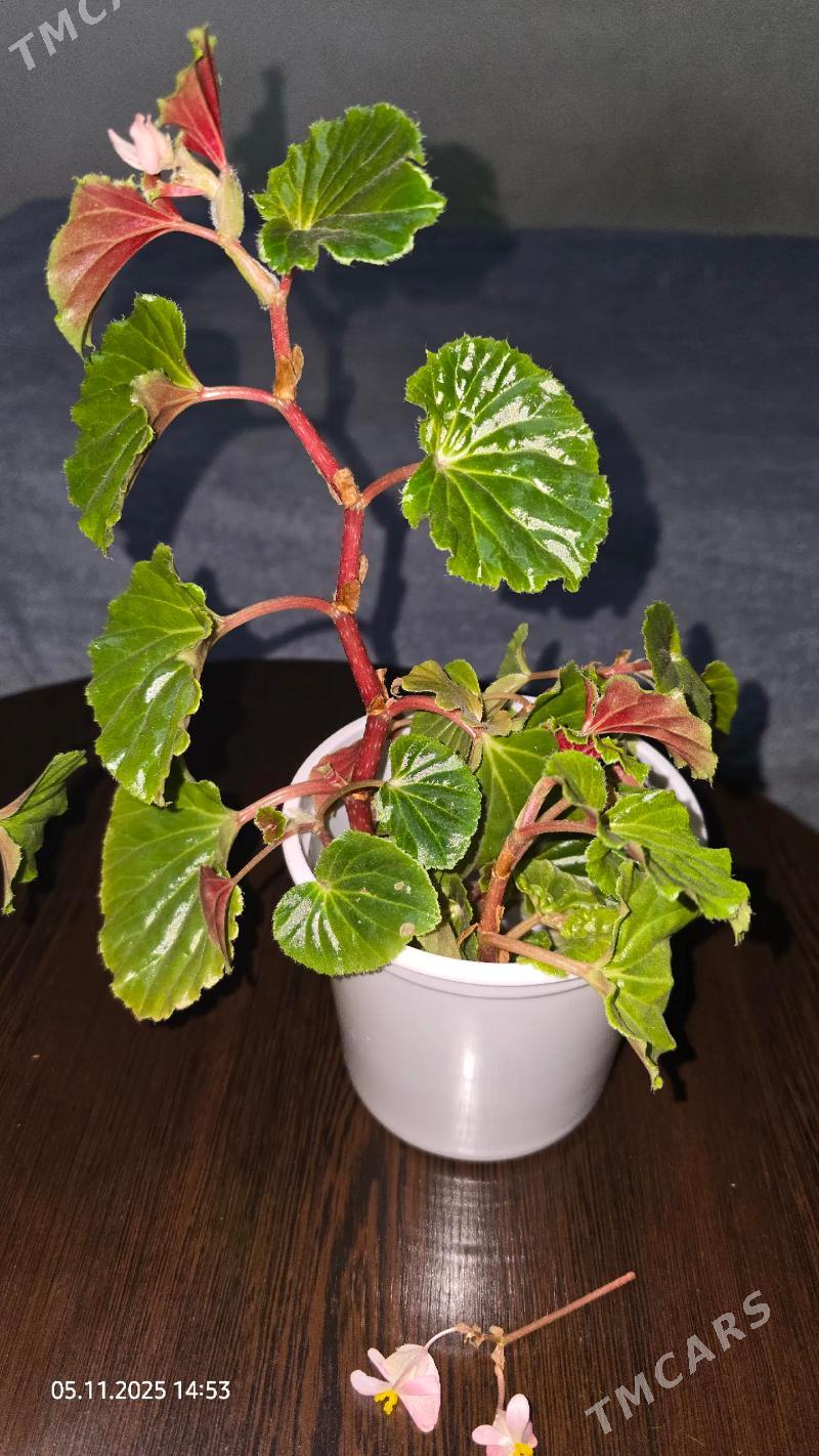 Цветы отростки - Ашхабад - img 2