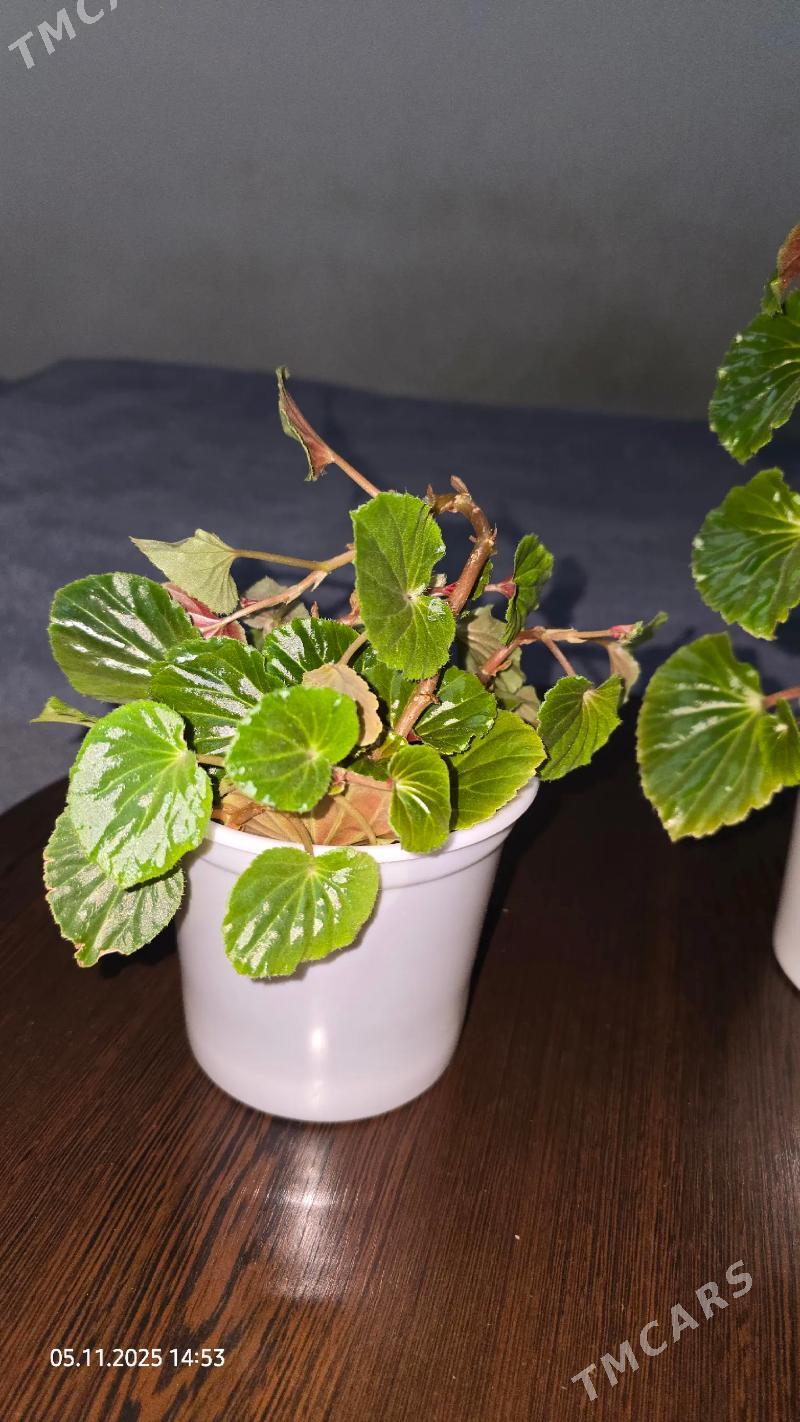 Цветы отростки - Ашхабад - img 1