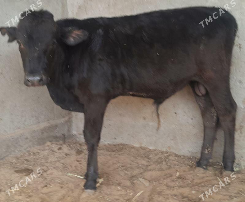 okuz - Багир - img 1