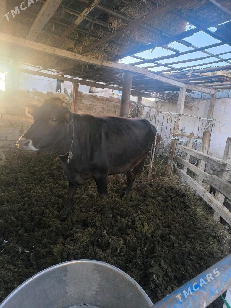 Sygyr - Ак-Бугдайский этрап - img 1