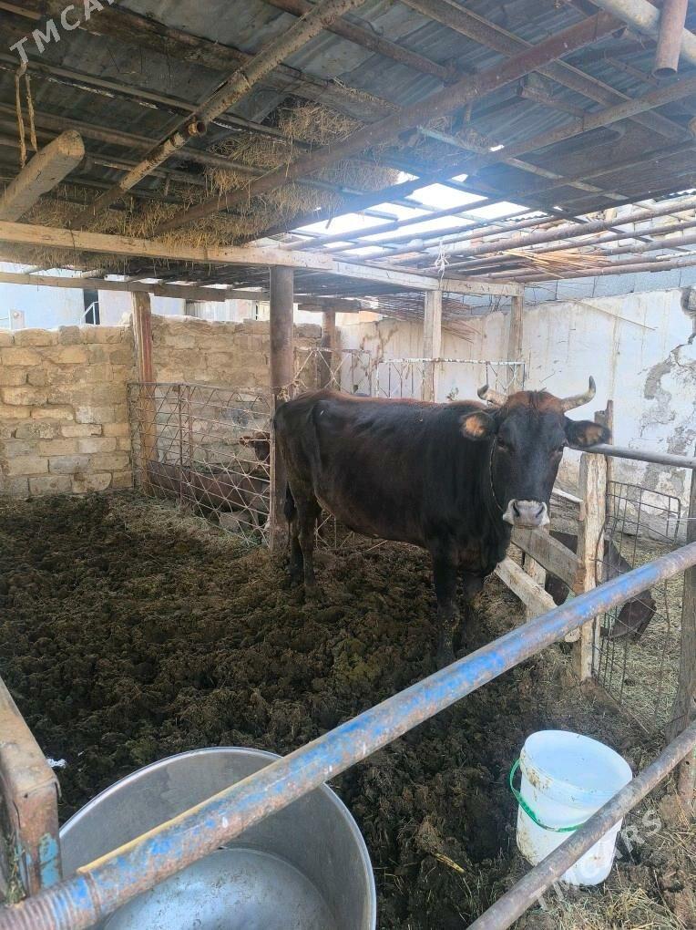 Sygyr - Ак-Бугдайский этрап - img 3