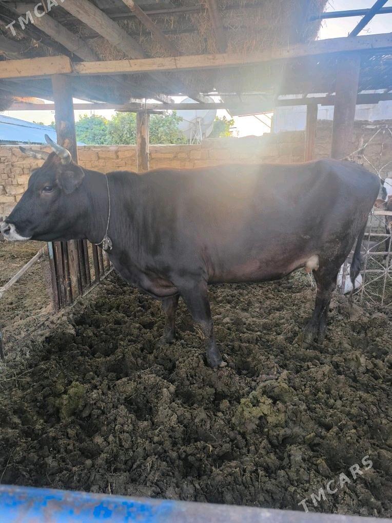 Sygyr - Ак-Бугдайский этрап - img 2