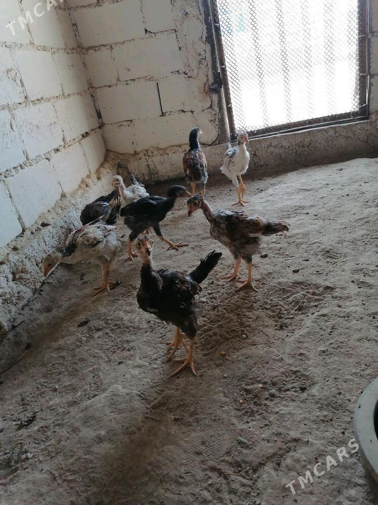 Paroda jujeler - Гумдаг - img 2