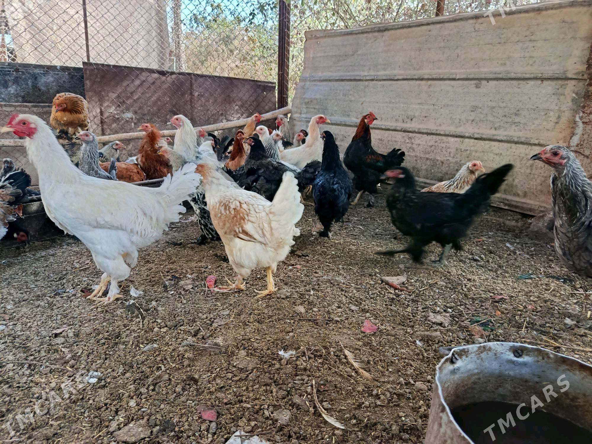 Balgar towuk - Tejen - img 2