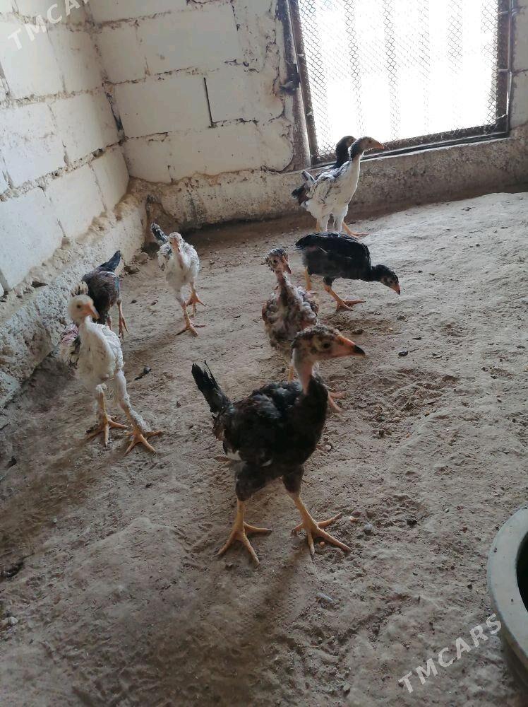 Paroda jujeler - Гумдаг - img 3