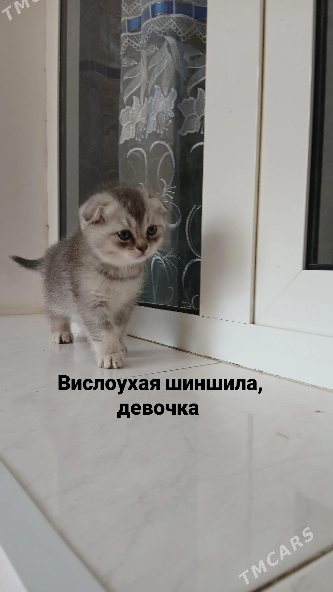 котёноккотята - 11 мкр - img 2