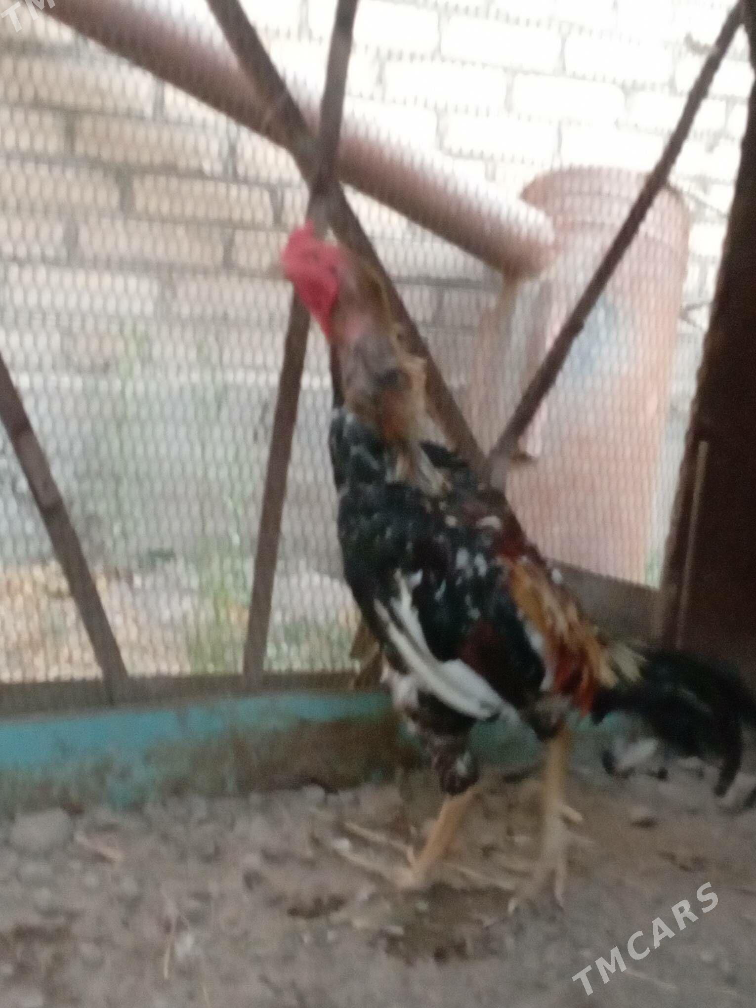 Хораз - Туркменабат - img 2