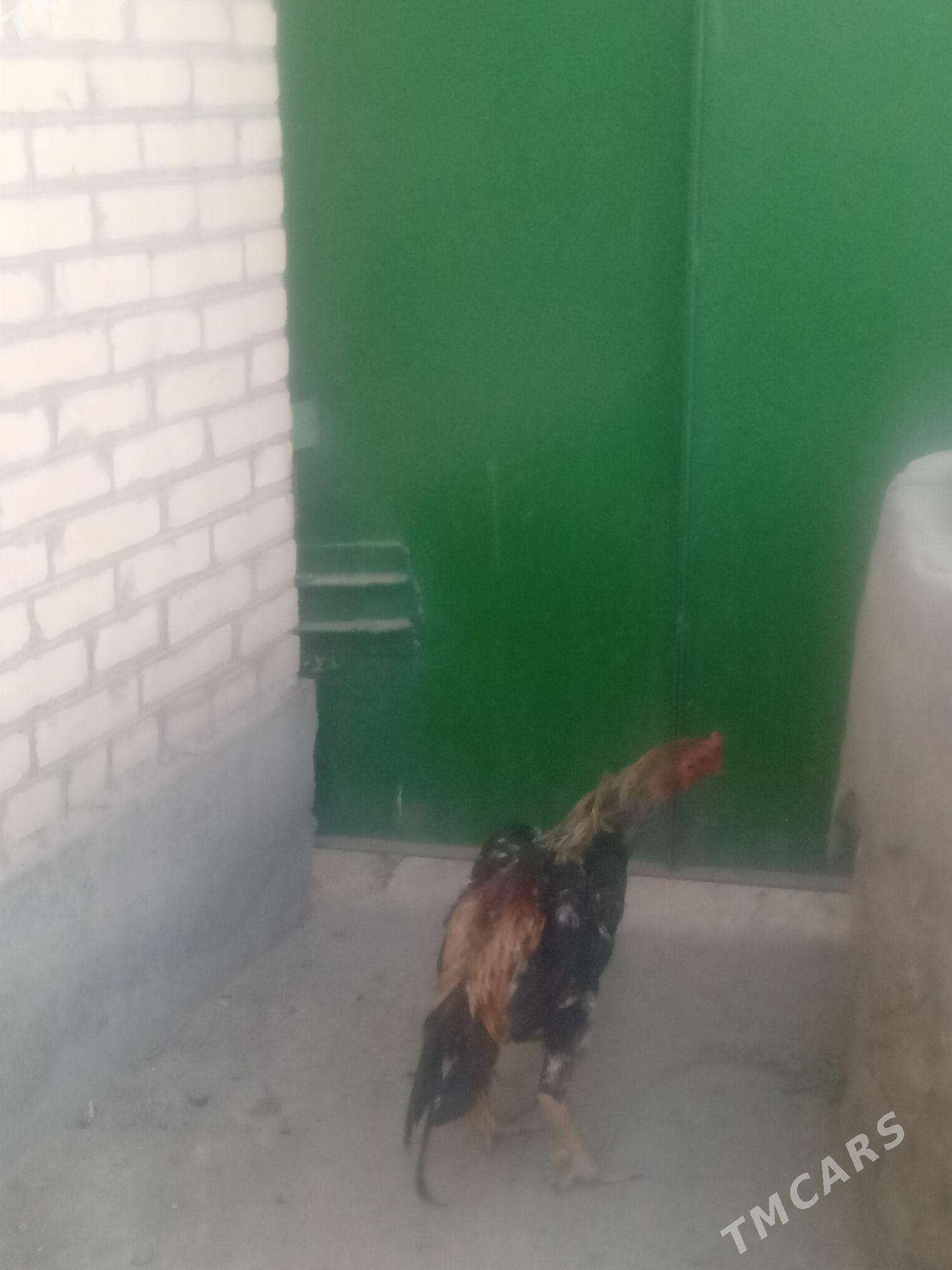 Хораз - Туркменабат - img 4