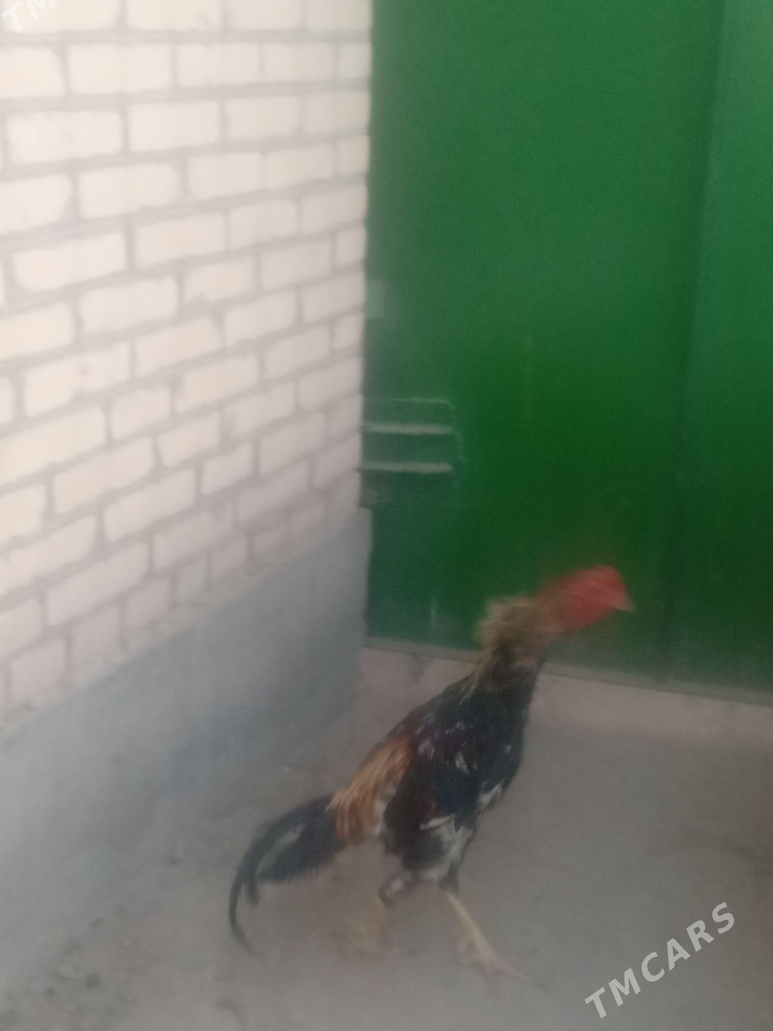 Хораз - Туркменабат - img 3