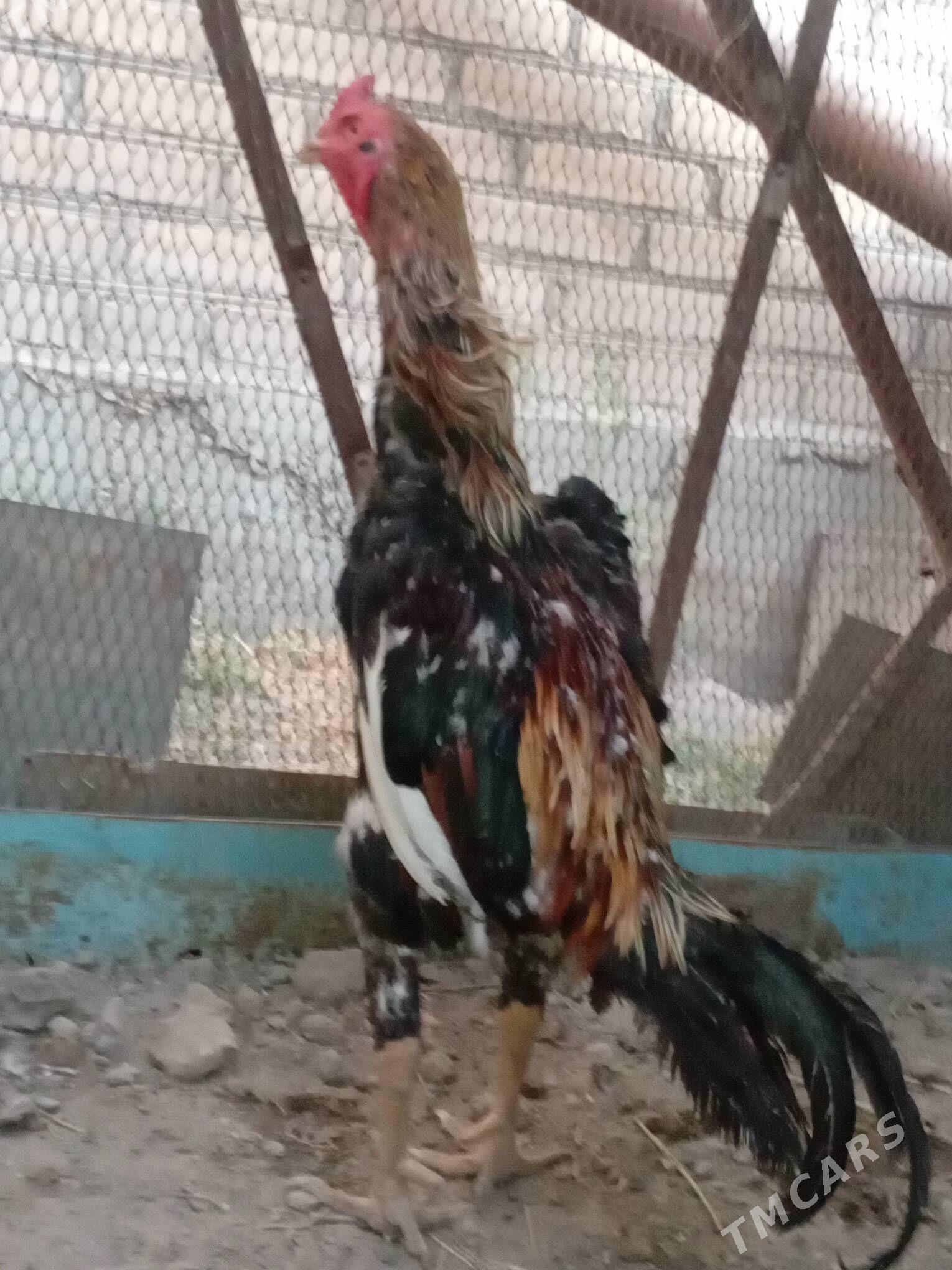 Хораз - Туркменабат - img 1