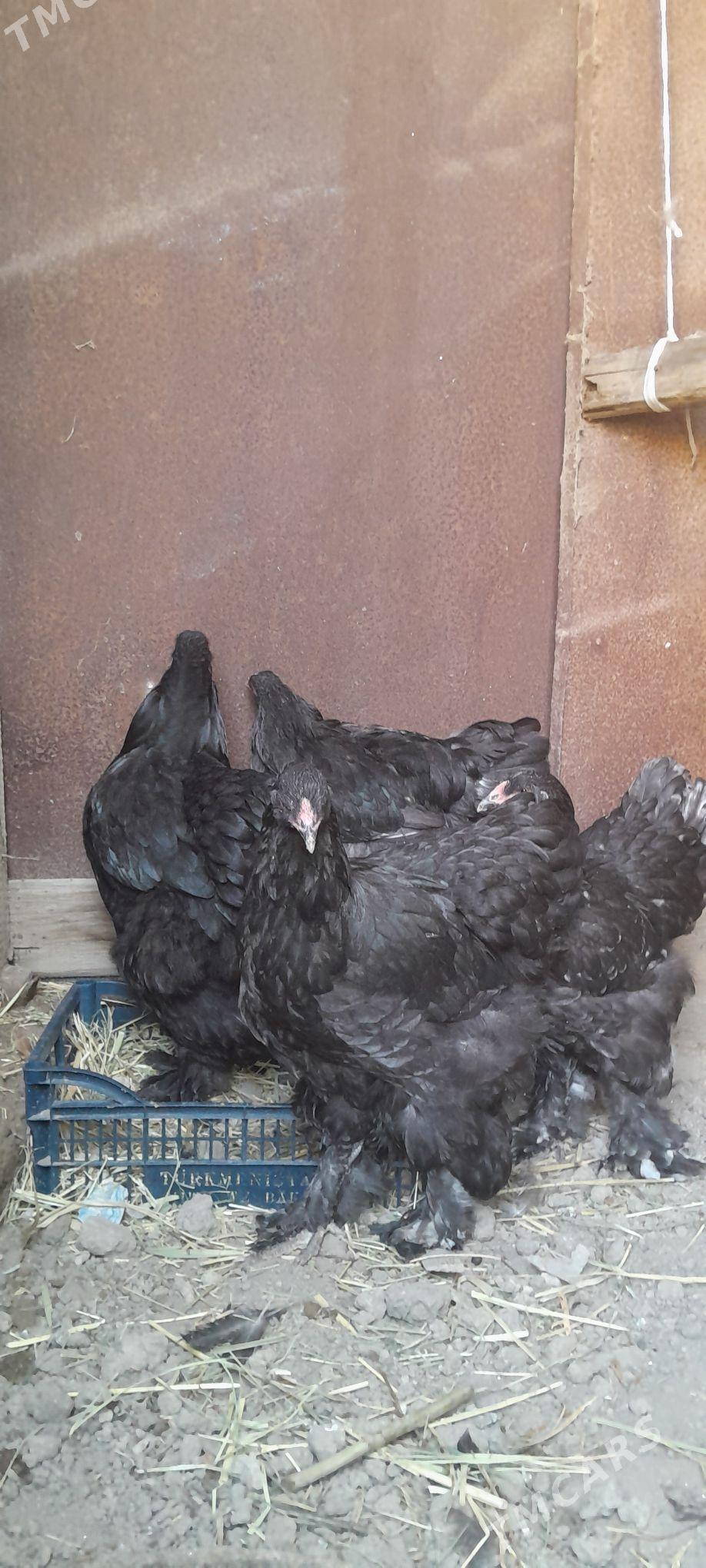 Brama towuk horaz - Aşgabat - img 2