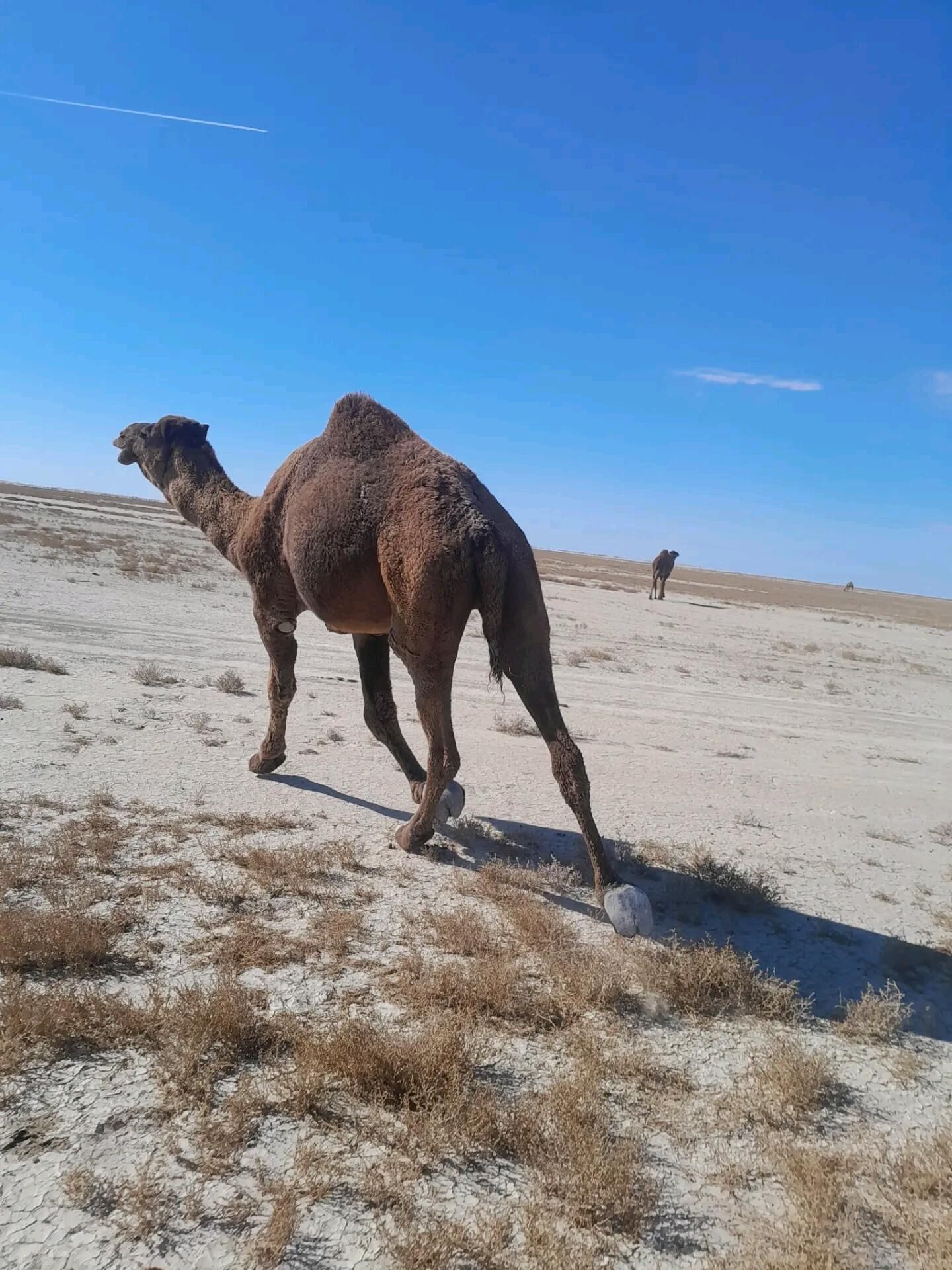 erkek - Esenguly - img 2