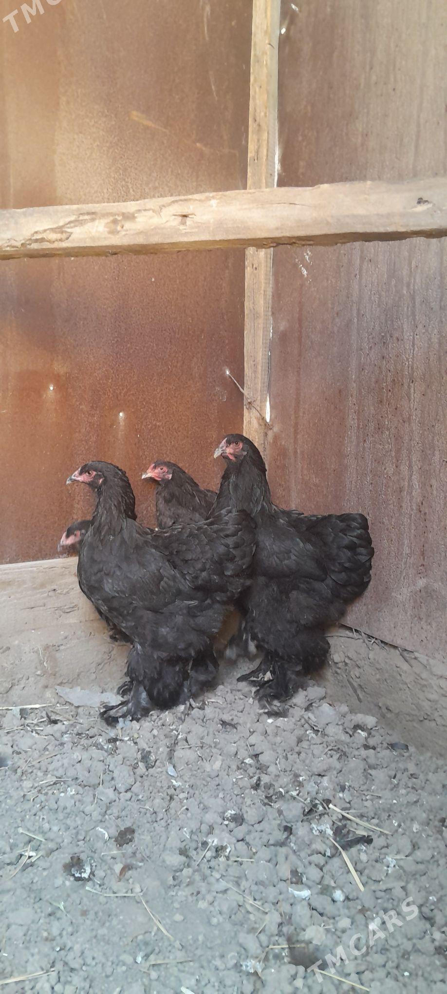 Brama towuk horaz - Aşgabat - img 1