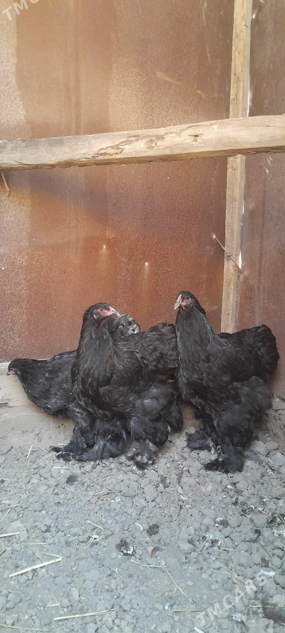 Brama towuk horaz - Aşgabat - img 3